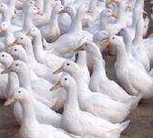 Sodium bicarbonate feed grade